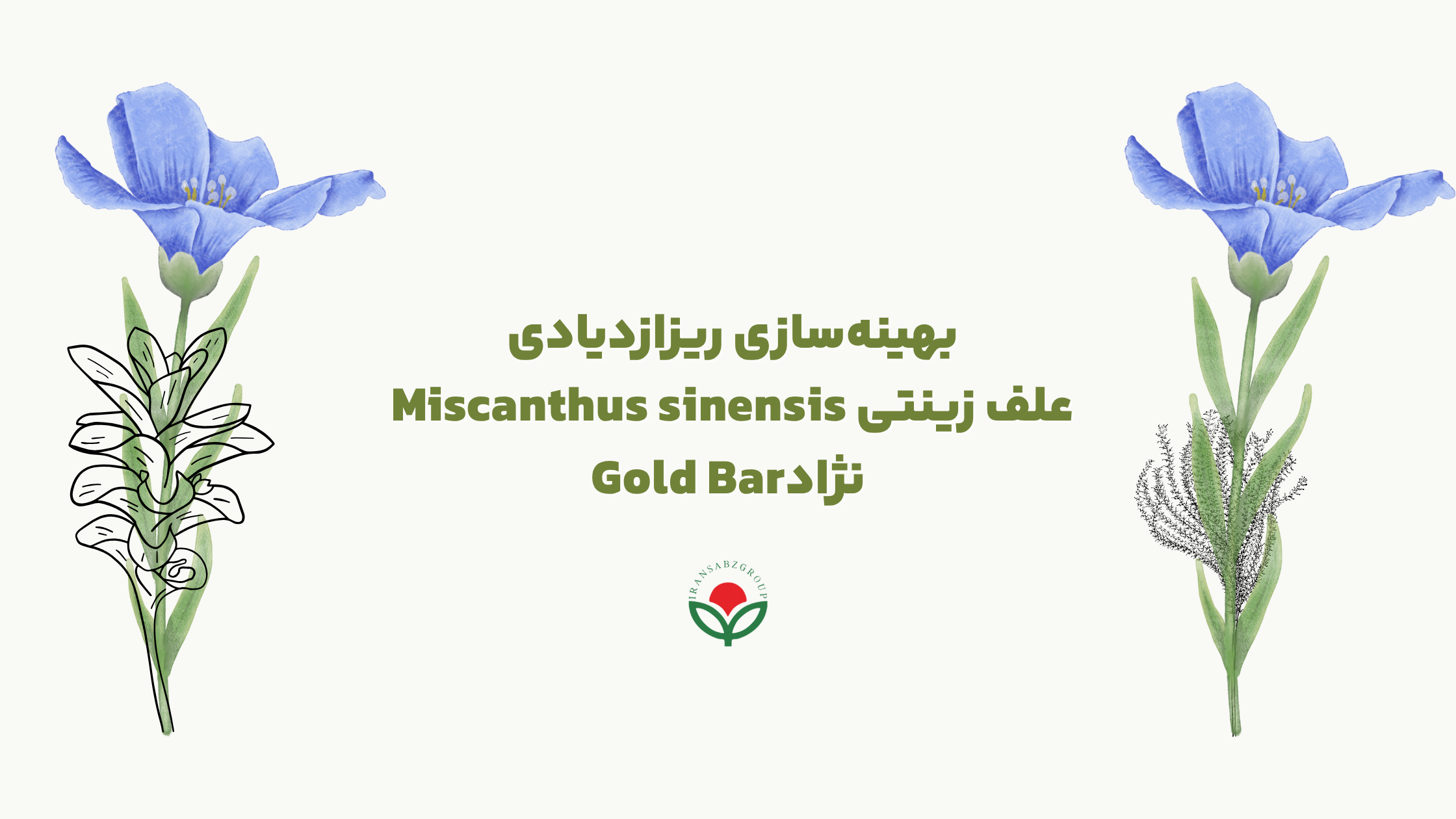 علف زینتی Miscanthus sinensis
